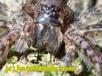 /home//u458753944/public_html/sourcegallery///////////////Insects and small critters/spiders and kin (Arachnida)/P8031007.JPG